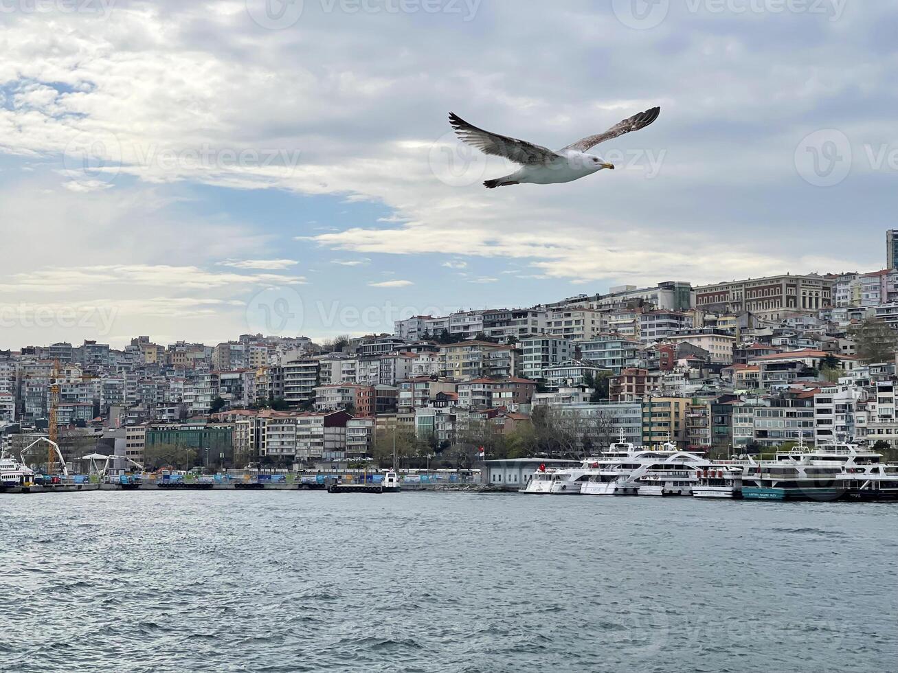 mouette en volant plus de le le bosphore avec Istanbul dans le arrière-plan, dinde photo