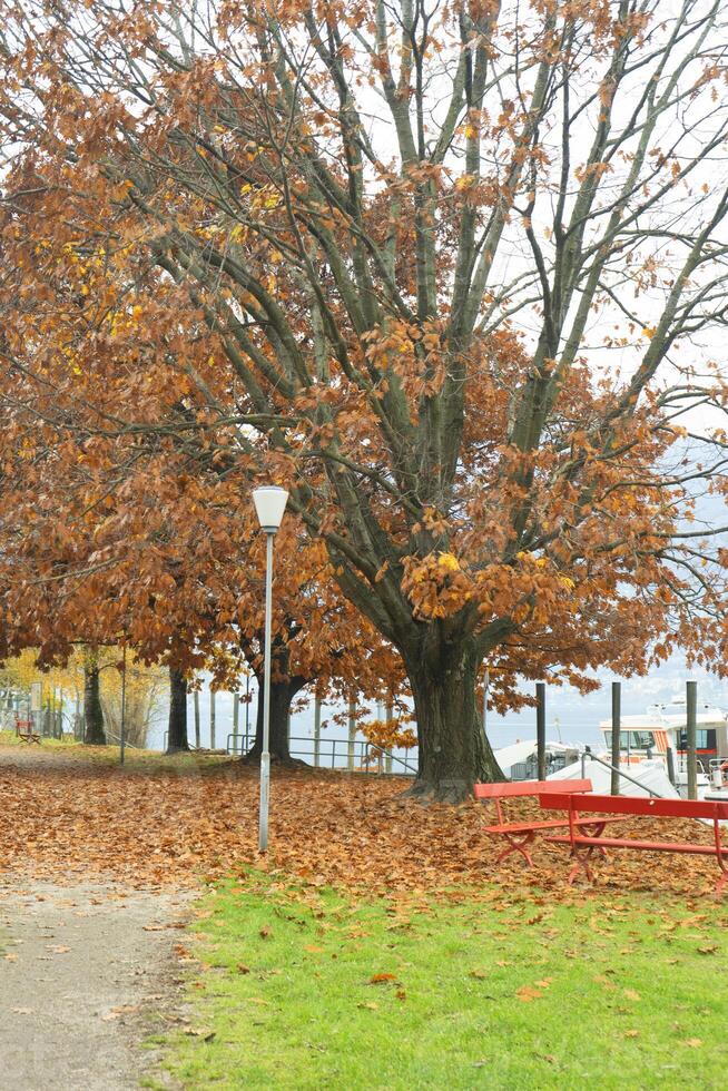 une grand arbre avec beaucoup feuilles photo