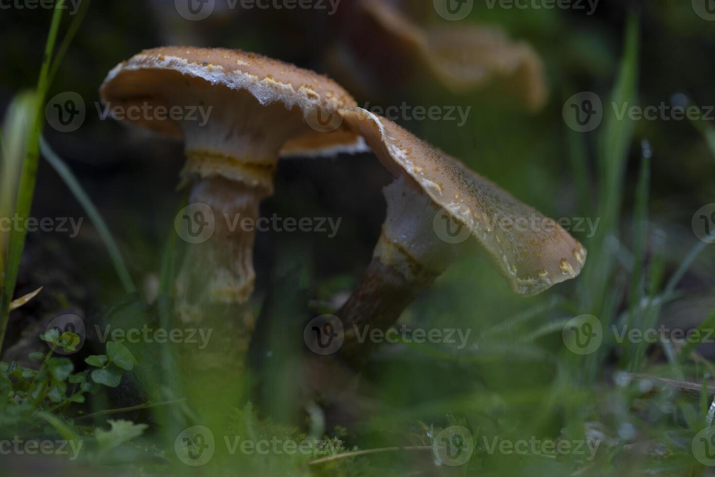 deux champignons sont séance dans le herbe photo
