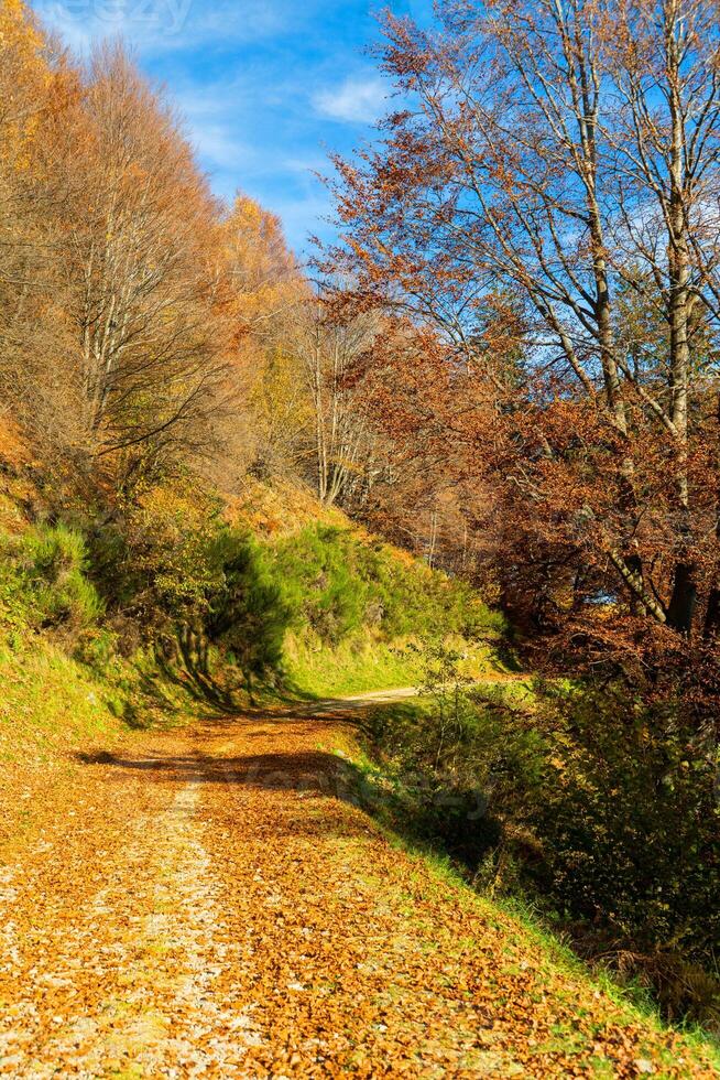 une route avec une arbre dans le premier plan photo