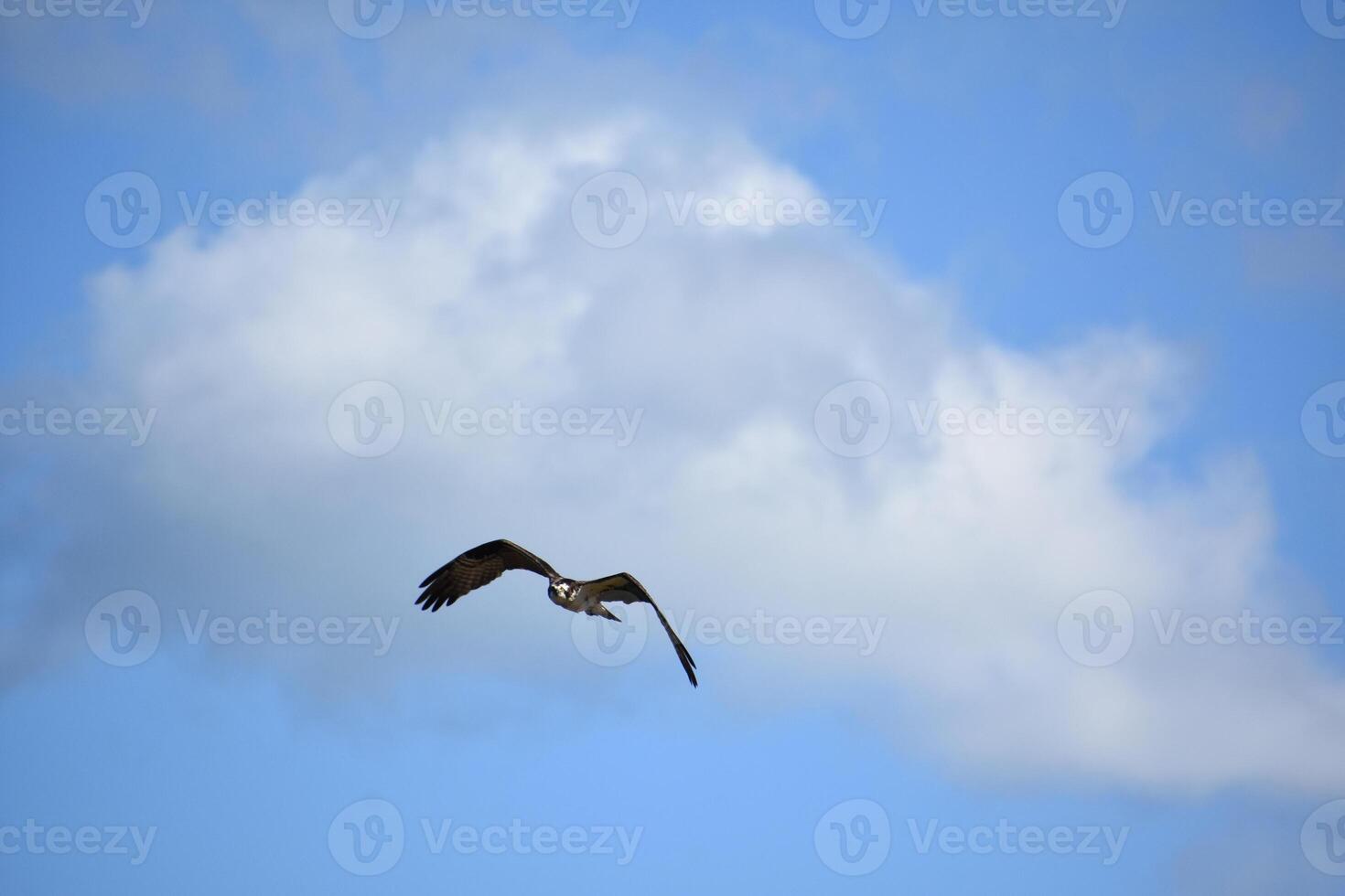 en volant mer Aigle plus de casco baie dans Maine photo