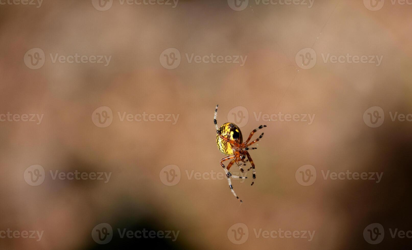 à motifs marbré tisserand araignée sur une Célibataire fil photo