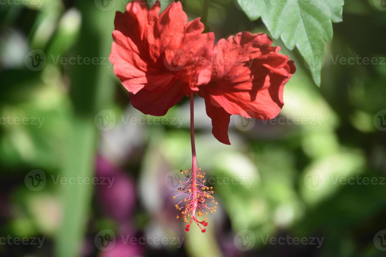 incroyable rouge hibiscus fleur floraison dans une jardin photo