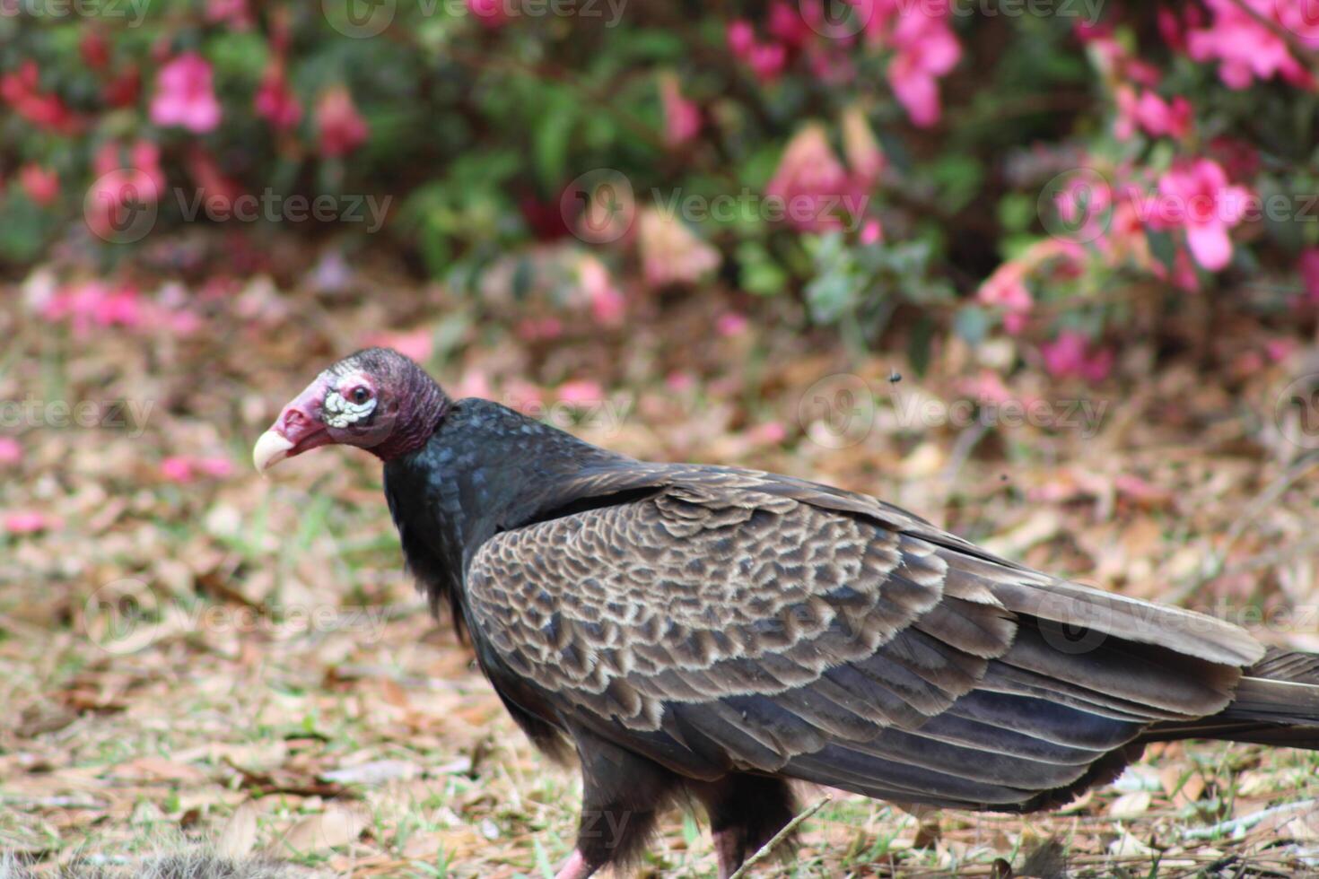 rouge à tête vautour alimentation sur mort sur la route. photo