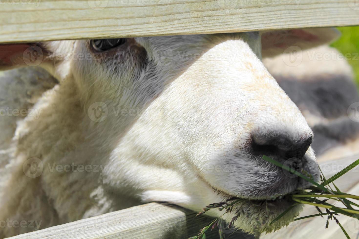 moutons laineux blancs se nourrissant dans un pré, hemsedal, viken, norvège. photo