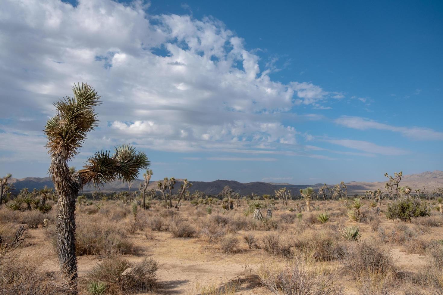 parc national de joshua tree photo