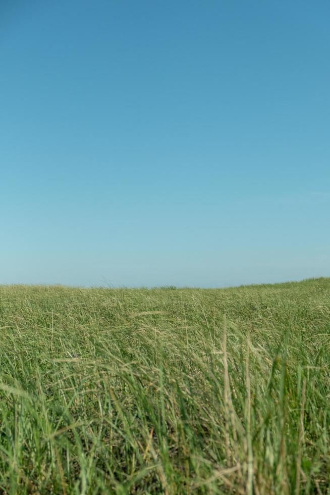 l'été à Cape Cod photo