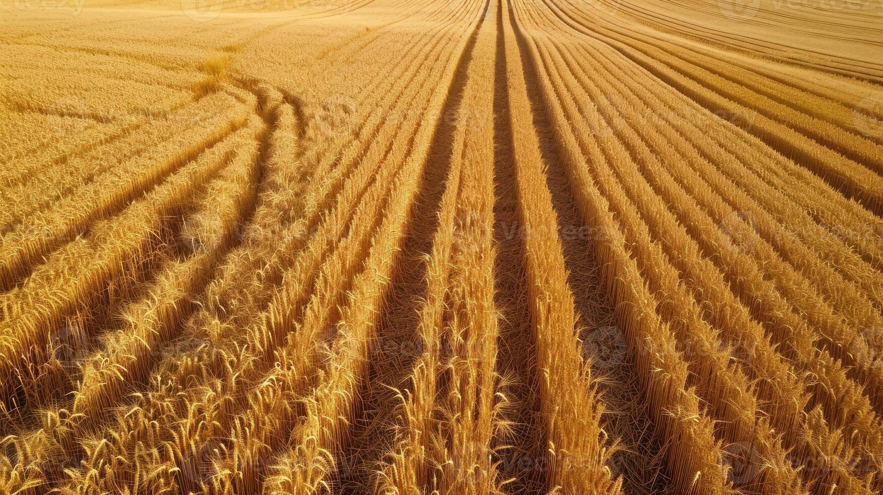 ai généré aérien vue vitrines d'or blé des champs dans plein récolte saison, une prime de abondance, ai généré photo