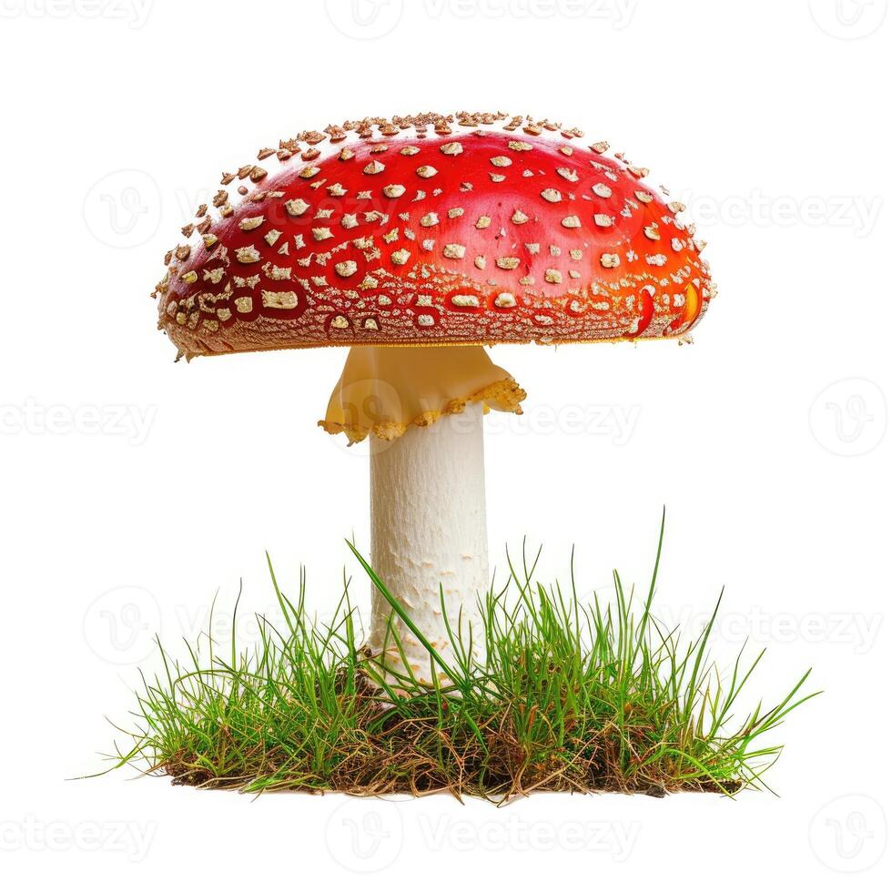 ai généré Pointé rouge et blanc champignon vénéneux champignon isolé sur blanc arrière-plan, ai généré. photo