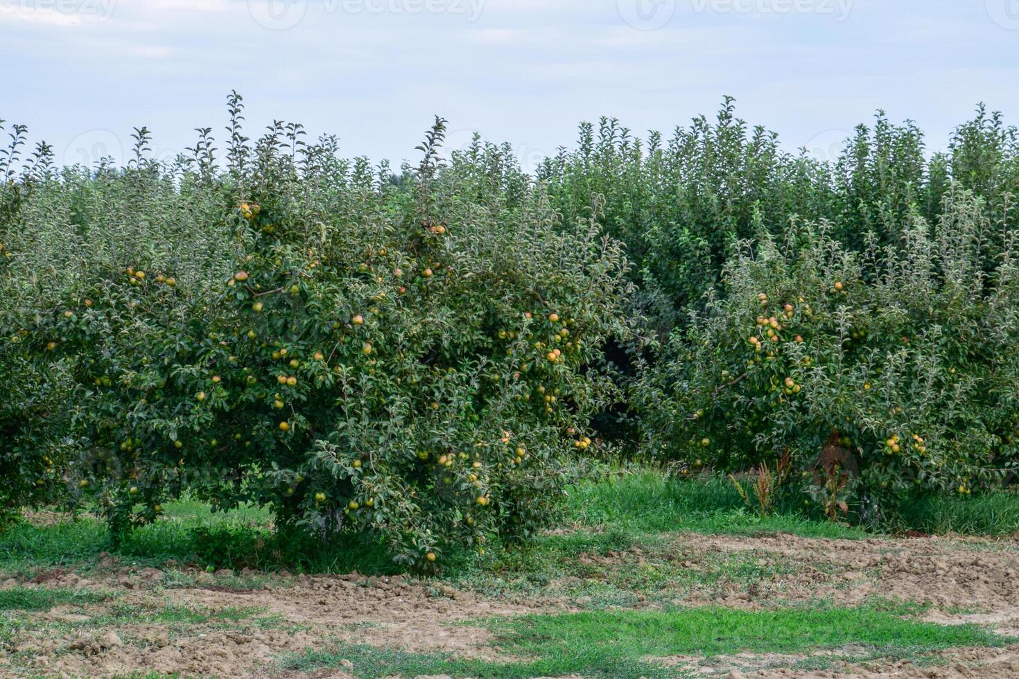 Pomme verger. Lignes de des arbres et le fruit de le sol en dessous de le des arbres photo