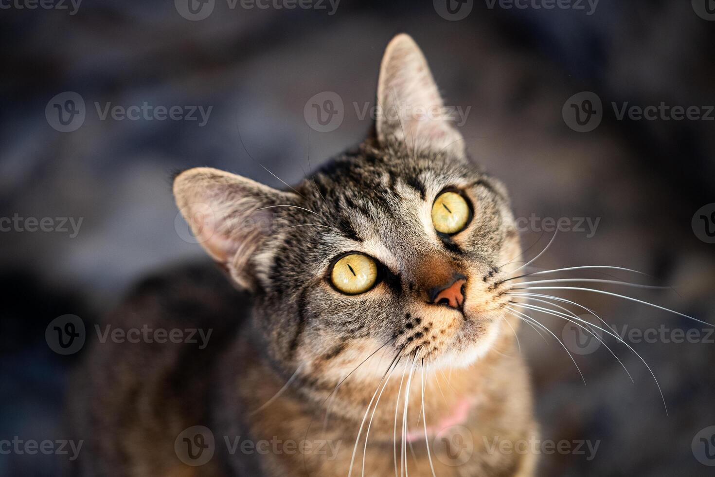chat visage à la recherche en haut surpris et curieuse photo