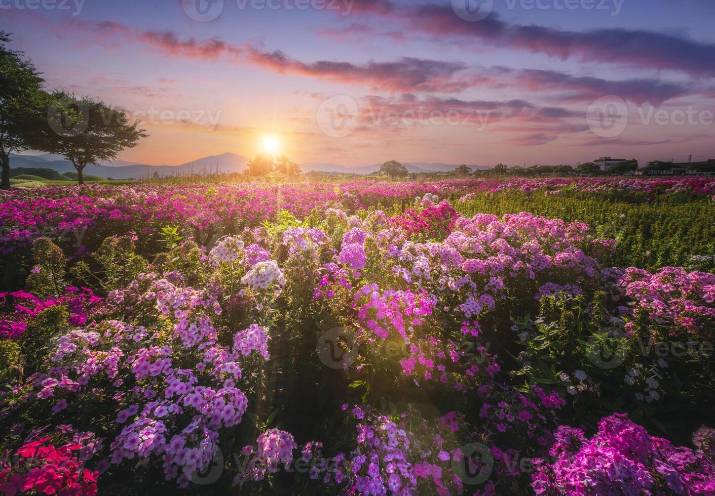 magnifique fleur jardin à le coucher du soleil près cheomseongdae dans Gyeongju, gyeongsangbuk-do, république de Corée. photo