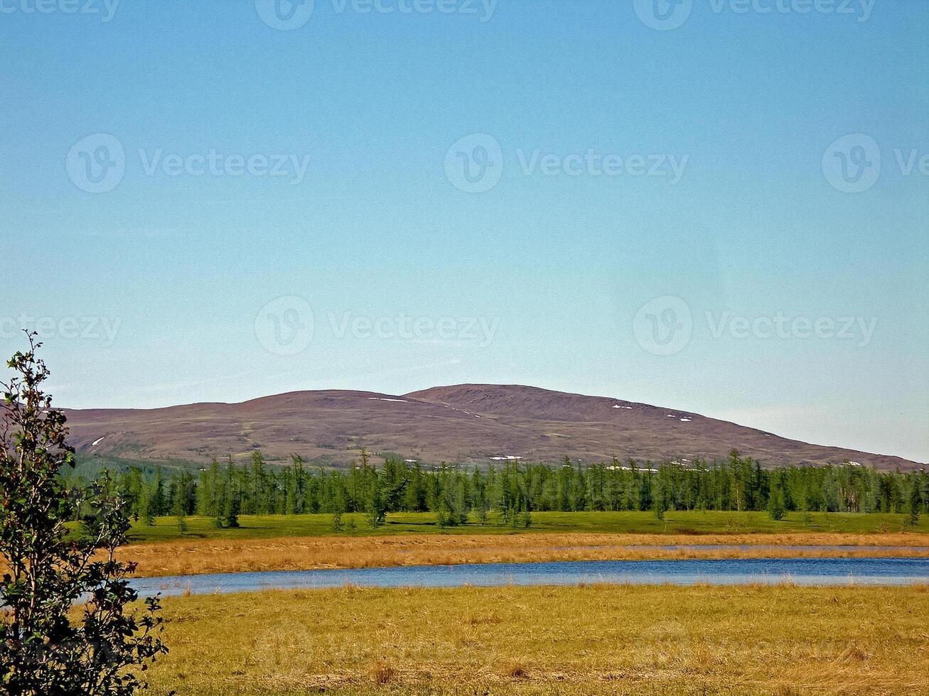 rivière paysage. nord renne dans été forêt. le ciel, gr photo