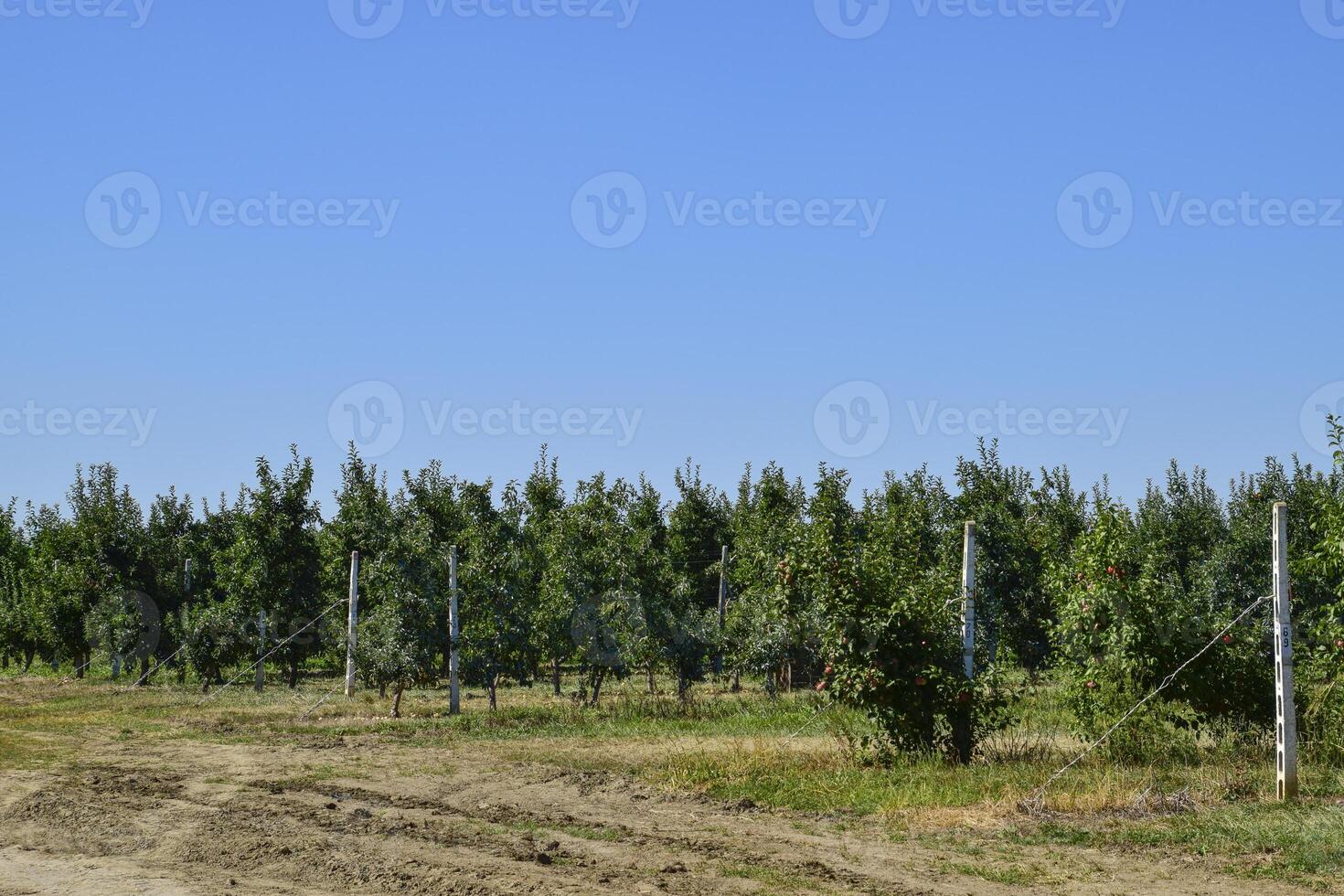 Pomme verger. Lignes de des arbres et le fruit de le sol en dessous de t photo