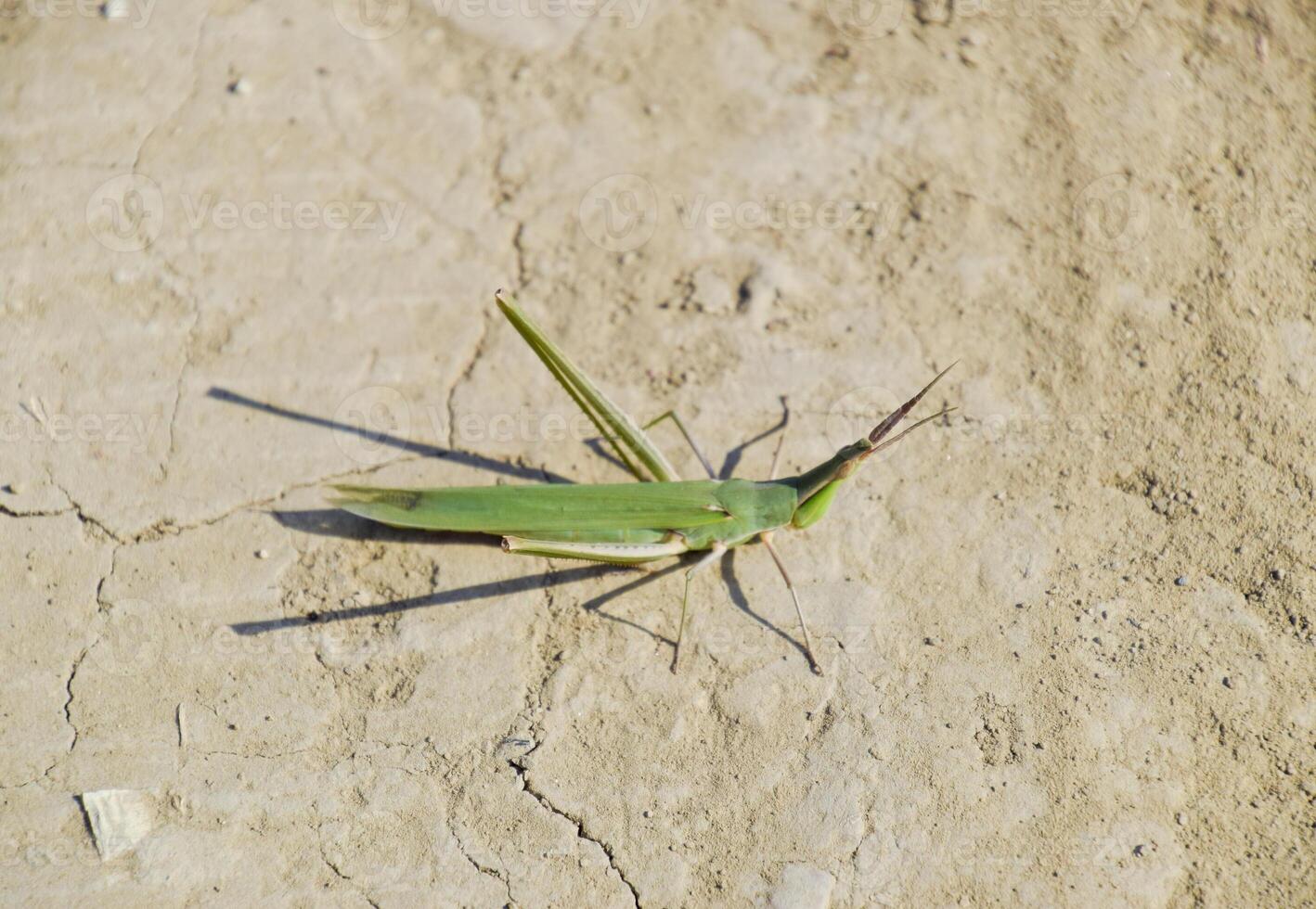 vert criquet, aile insecte. ravageur de agricole cultures. sauterelles o photo