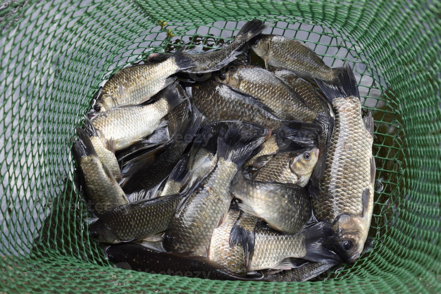 rivière poisson dans une vert Plastique la grille dans une étang. poisson attraper. carpe et carpe. cannabis poisson. photo