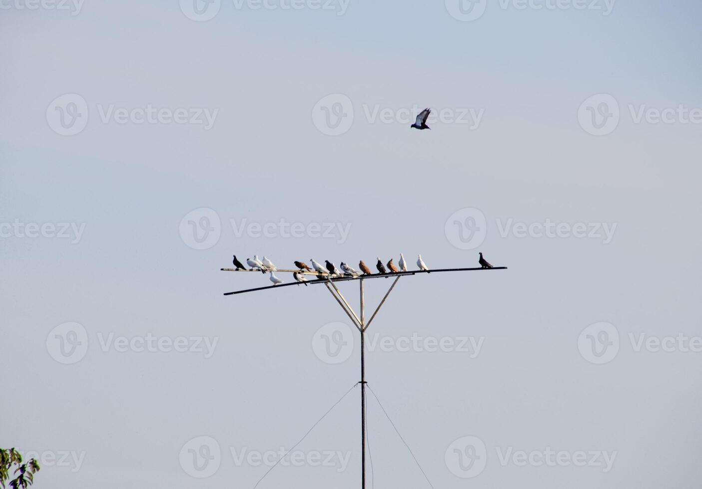 pigeons sur le siège, reproduction national pigeons. photo