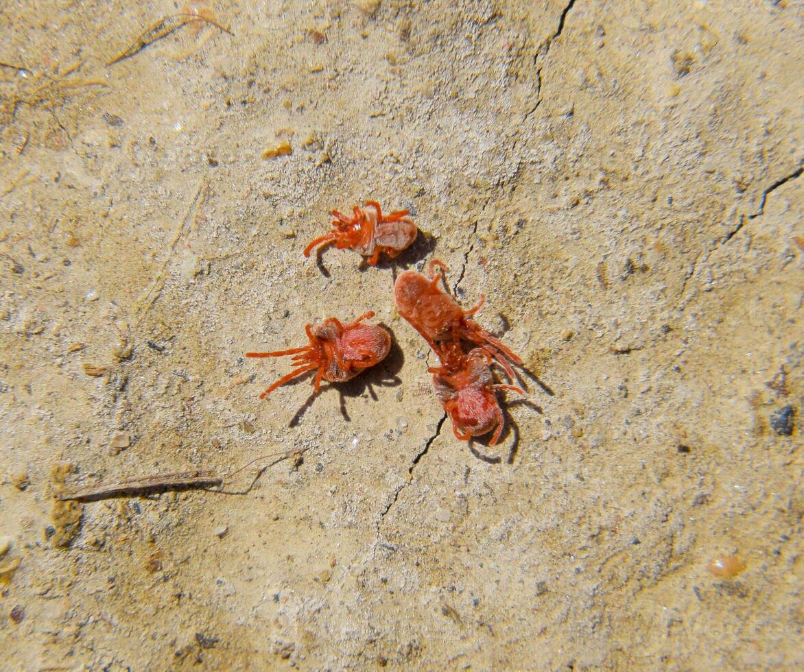 arthropode acariens sur le sol. proche en haut macro rouge velours mite ou photo