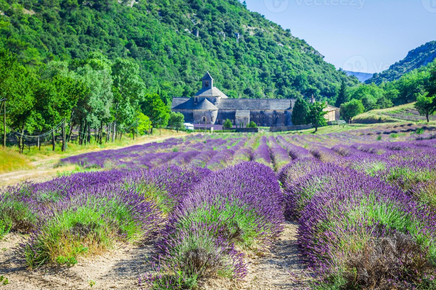 lavande dans de face de le abbaye de sénanque dans Provence photo