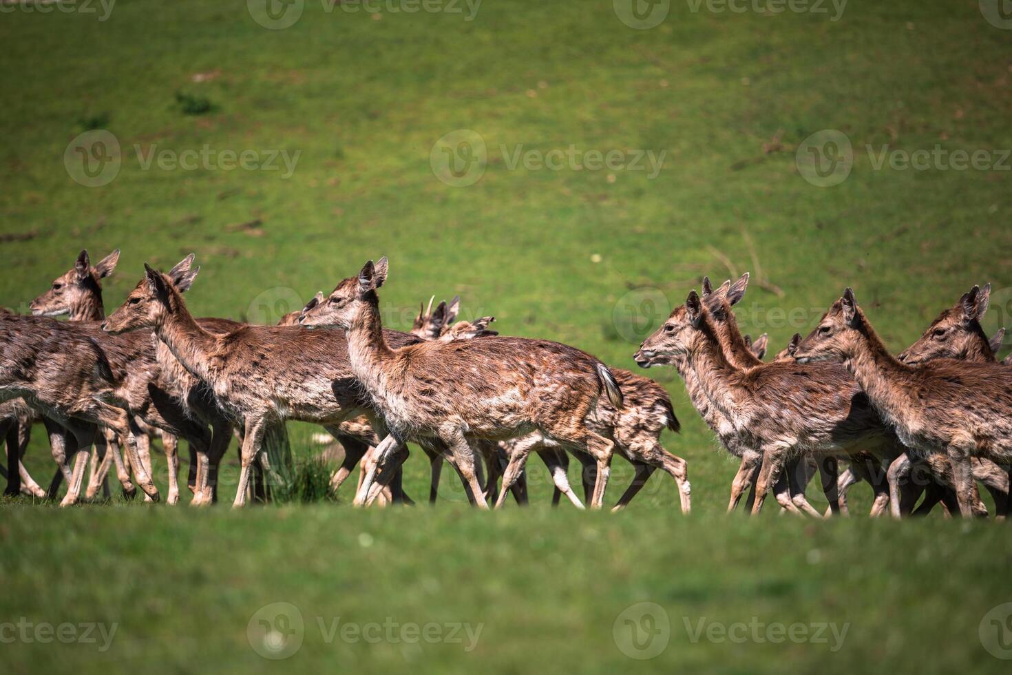 une heure d'été vue de une troupeau de jachère cerfs dama dama sur le vert prairie. ces mammifères appartenir à le famille cervidés photo