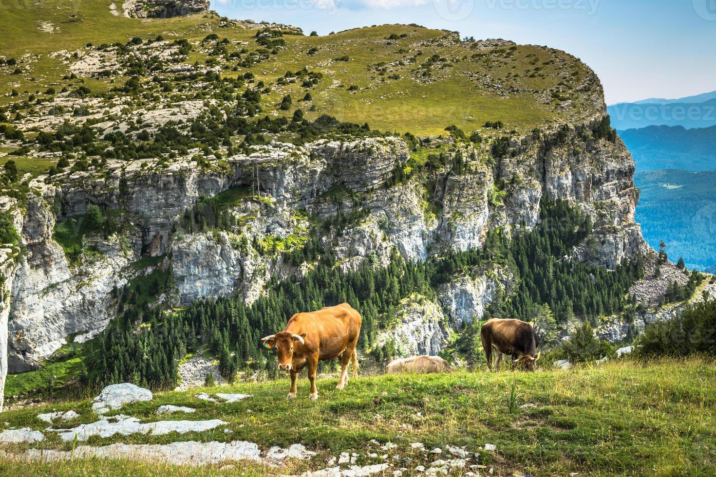 vaches dans le montagnes - Pyrénées, Espagne photo