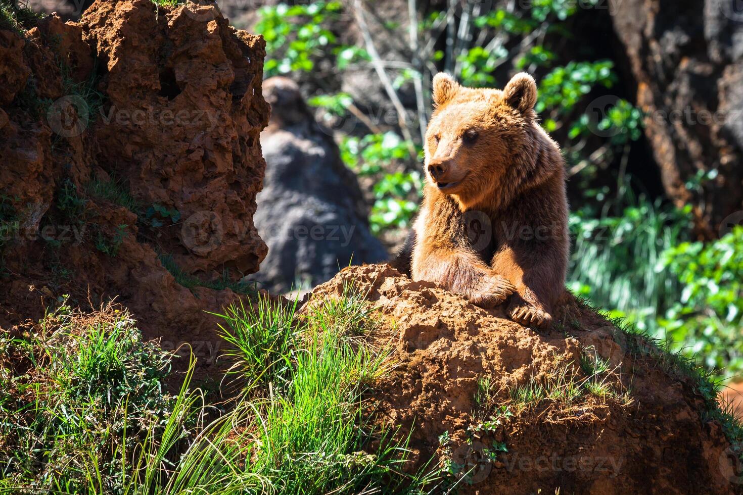 Nord américain grisonnant ours à lever du soleil dans occidental Etats-Unis photo