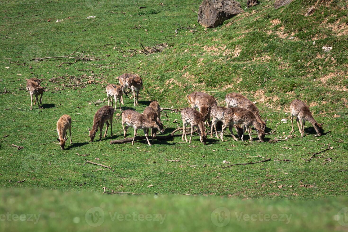 une heure d'été vue de une troupeau de jachère cerfs dama dama sur le vert prairie. ces mammifères appartenir à le famille cervidés photo