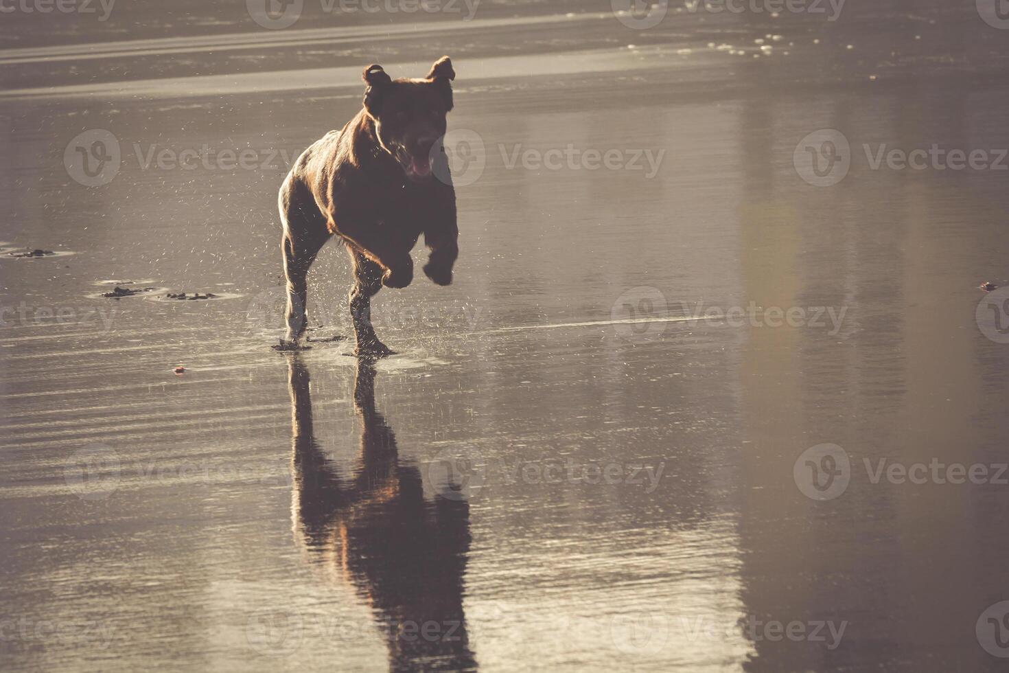 chien Voyage content courir sur le plage photo