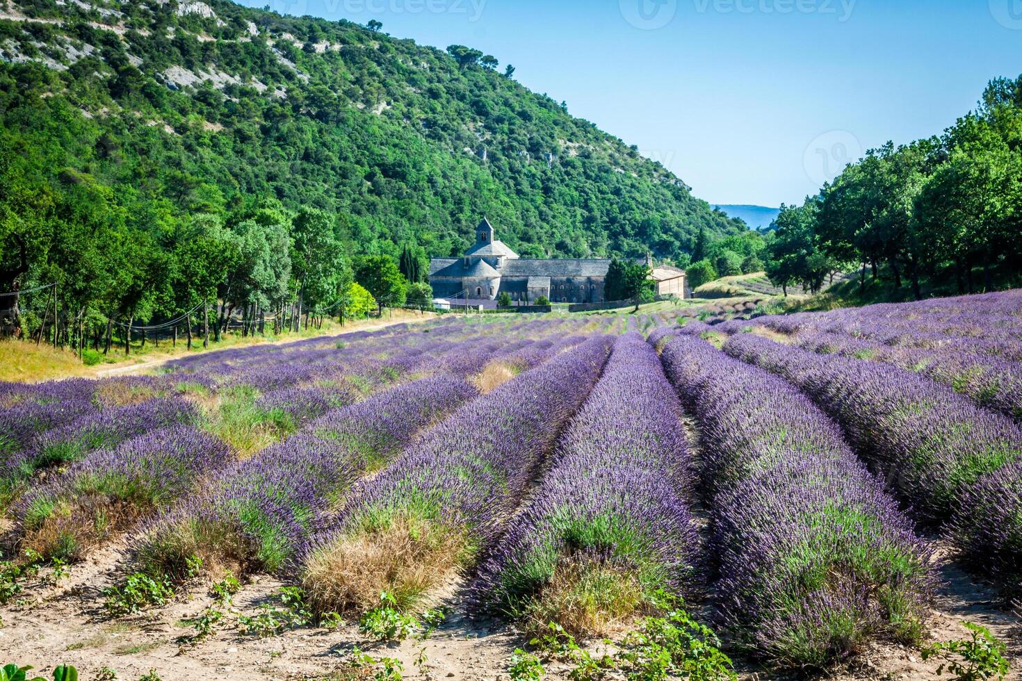 lavande dans de face de le abbaye de sénanque dans Provence photo