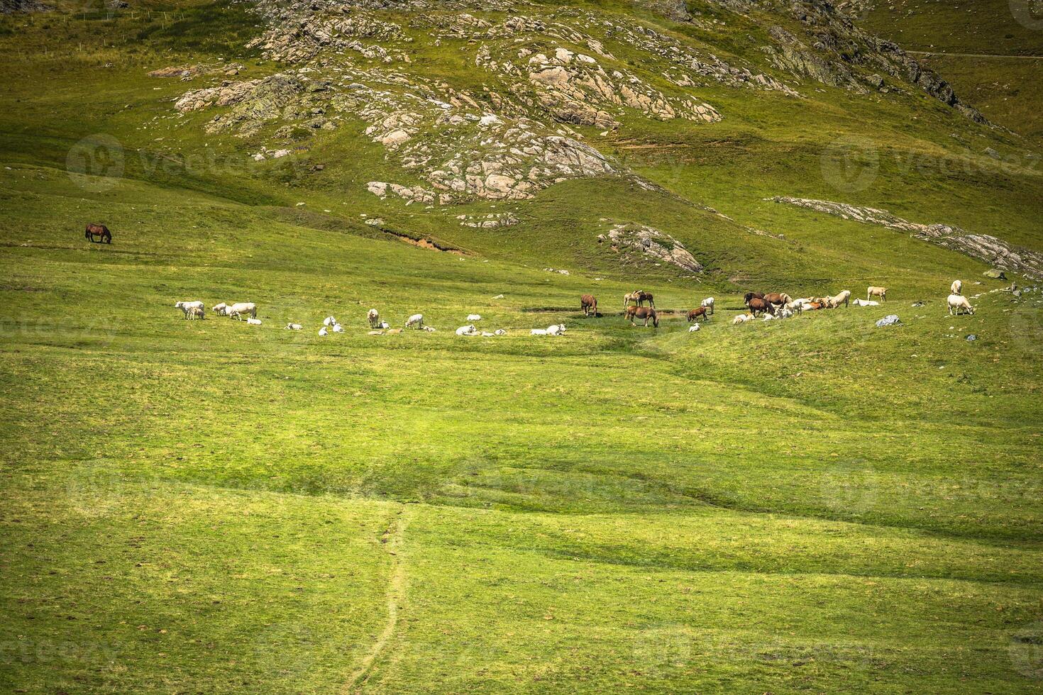 cheval troupeau pâturage à vert Prairie dans le montagnes,france photo