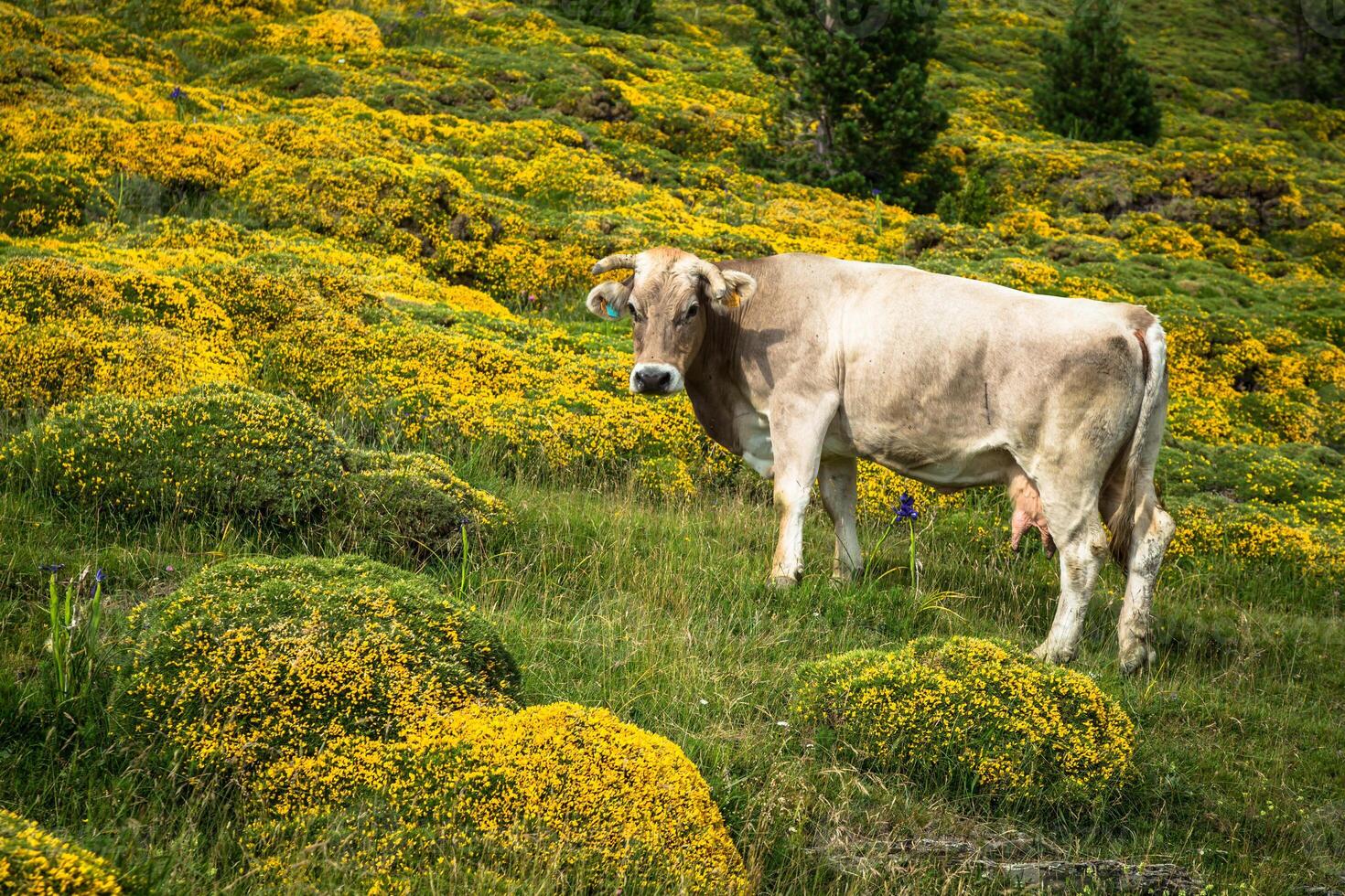 vaches dans le montagnes - Pyrénées, Espagne photo