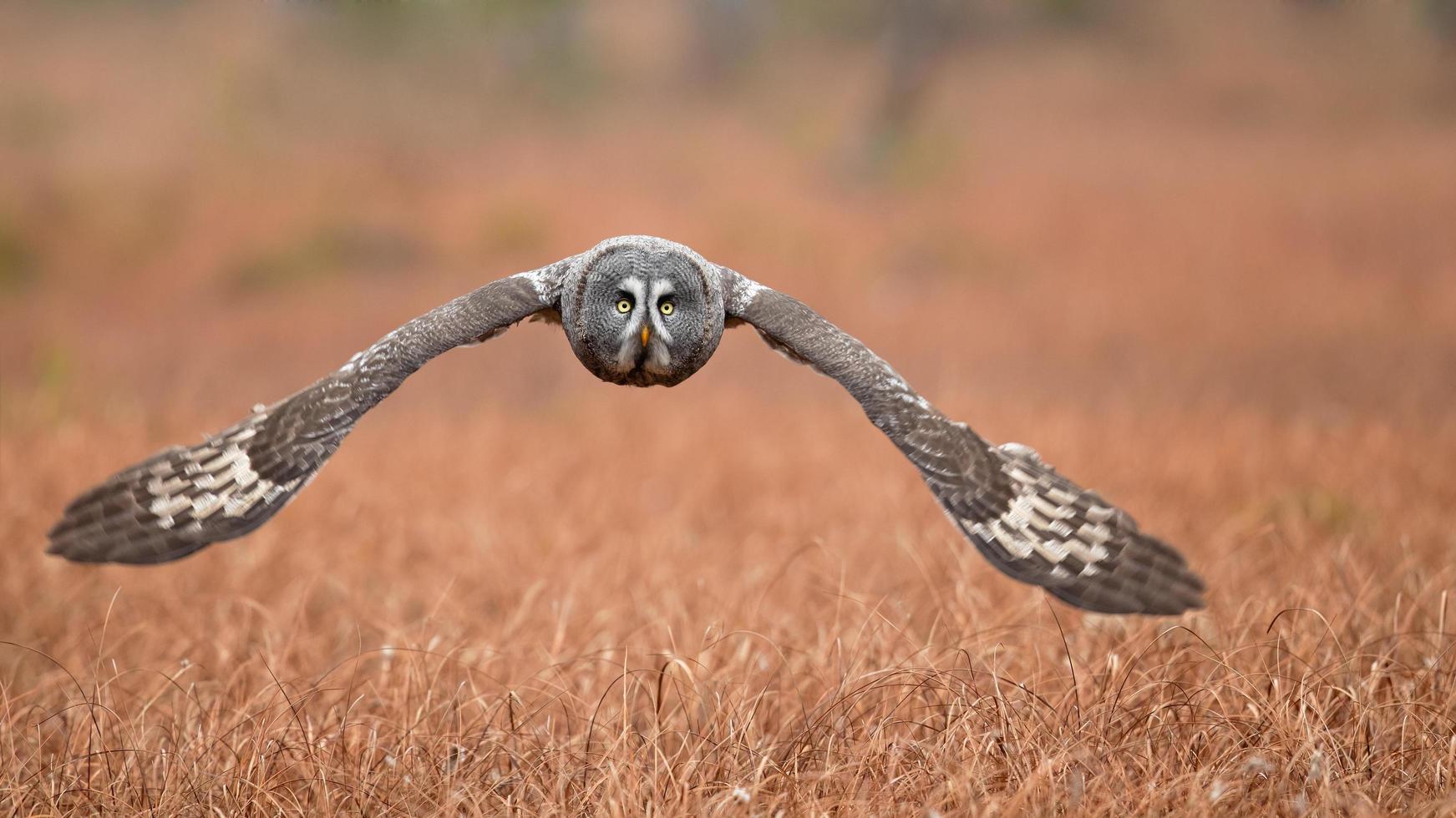 grand hibou gris photo