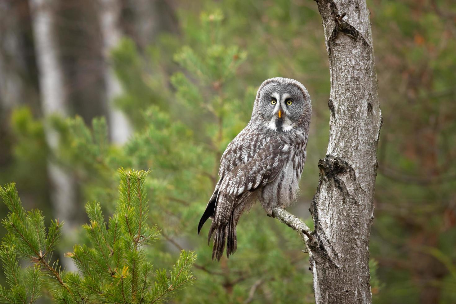 grand hibou gris photo