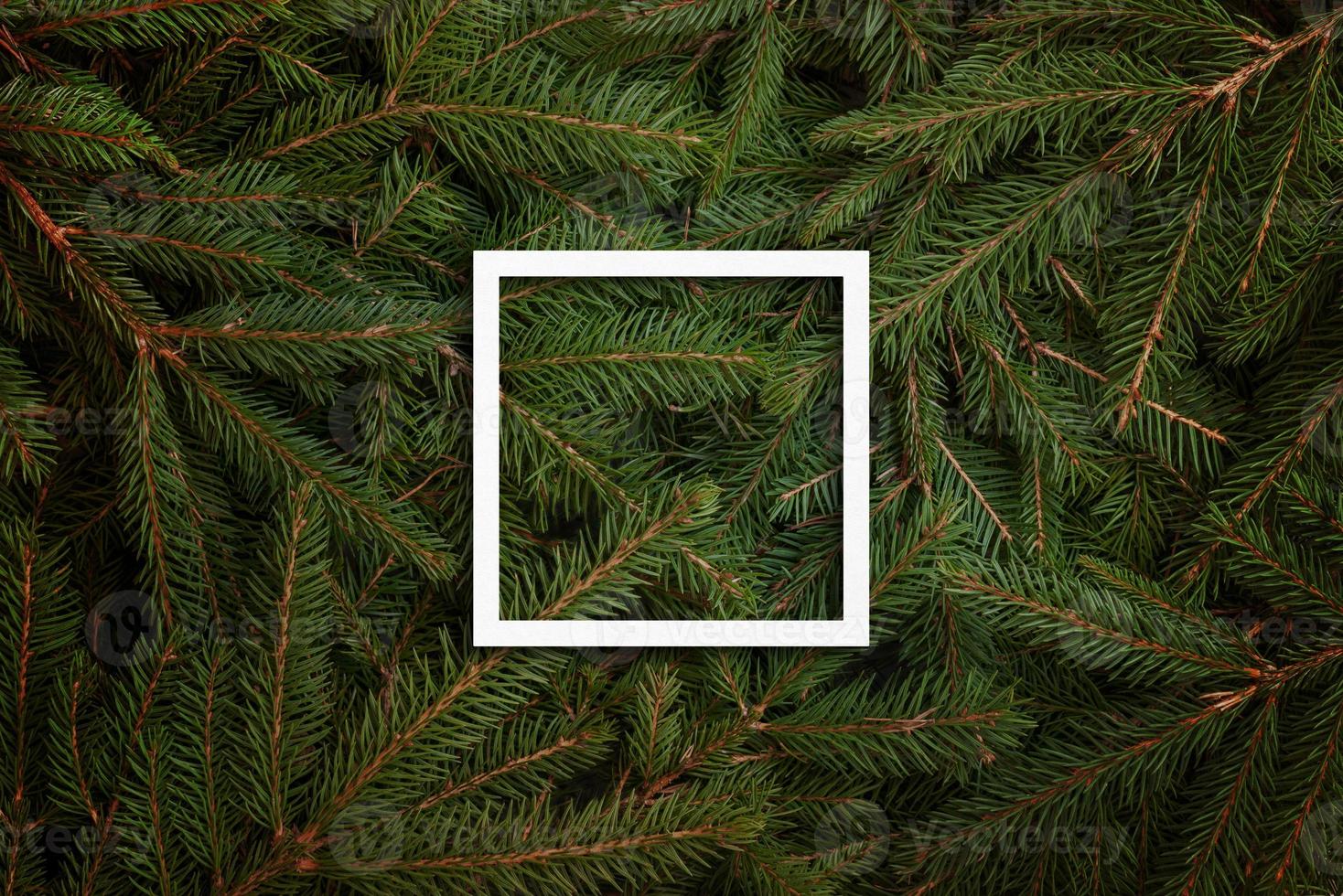 cadre blanc sur les branches d'arbres de noël photo