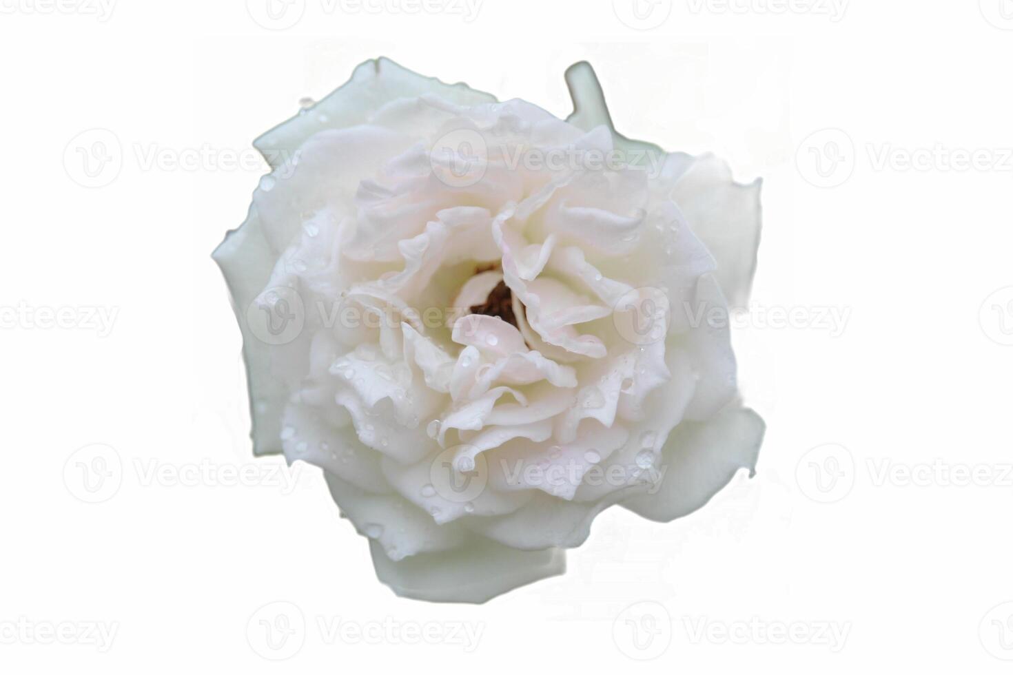 proche en haut de une blanc Rose dans floraison, contre une blanc Contexte photo