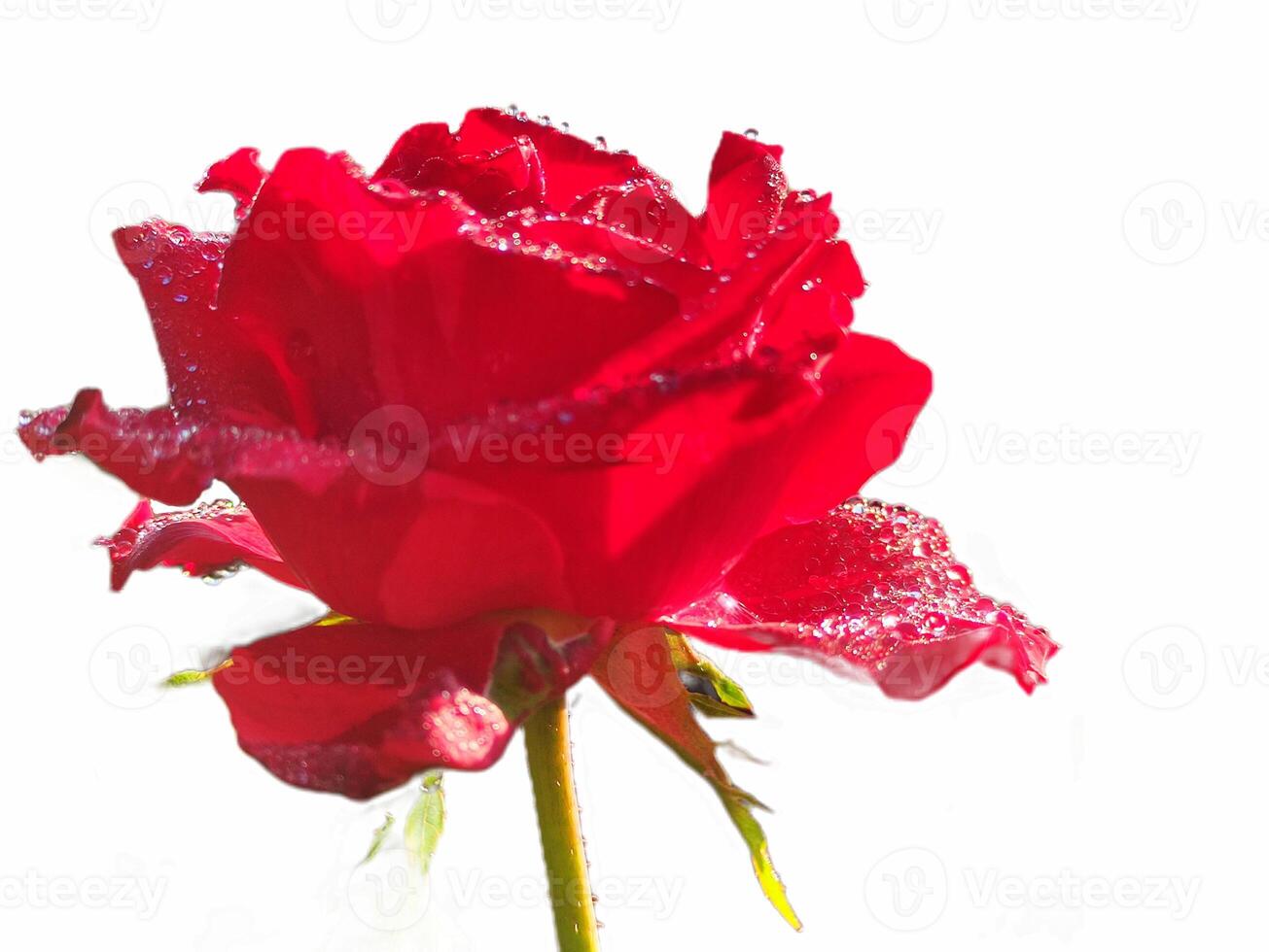 proche en haut de une rouge Rose dans Floraison contre une blanc Contexte photo