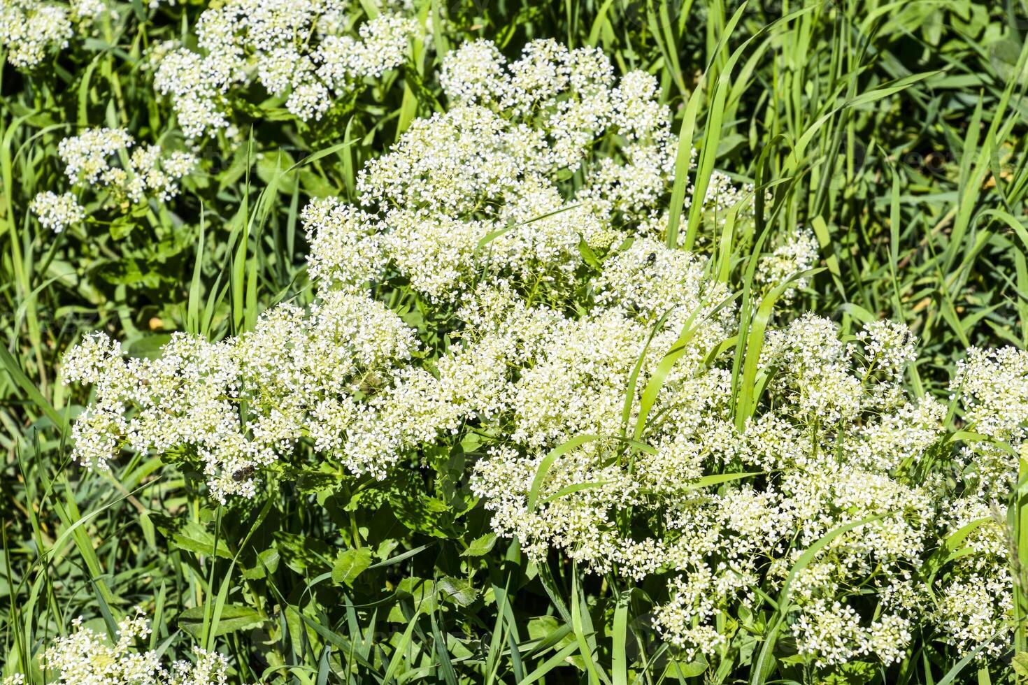 champ blanc petit fleurs. printemps floraison prairies. photo