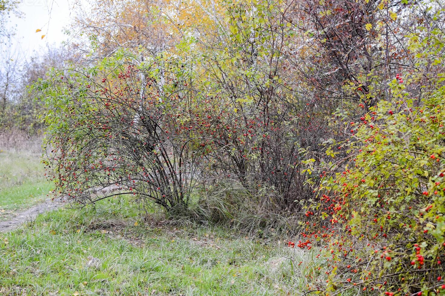 les hanches buisson avec mûr baies. baies de une dogrose sur une buisson. des fruits de sauvage des roses. épineux églantier. rouge Rose hanches. photo