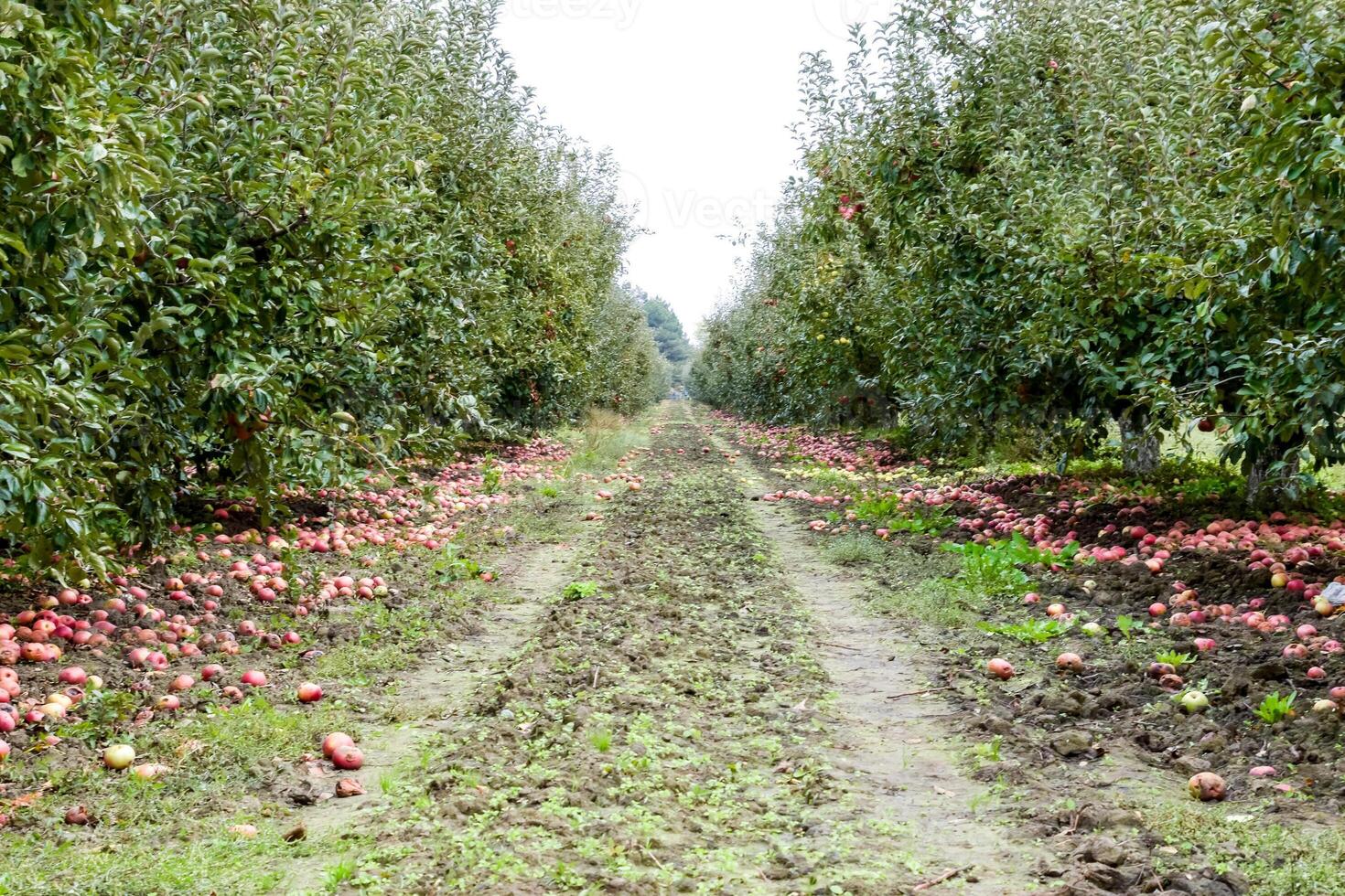 Pomme verger. Lignes de des arbres et le fruit de le sol en dessous de le des arbres photo