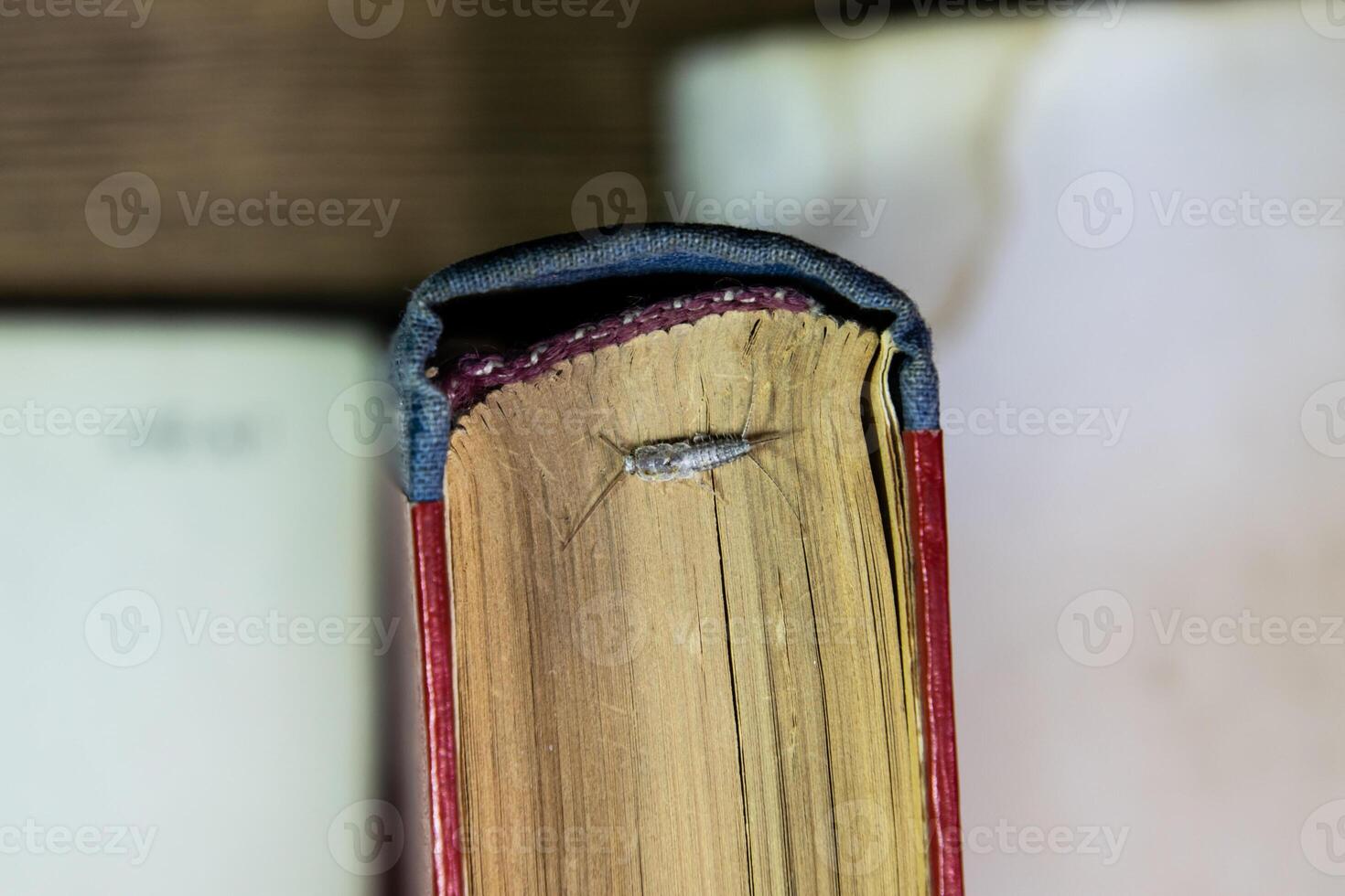 thermobie domestique. ravageur livres et journaux. lépismatidés insecte alimentation sur papier - poisson d'argent photo