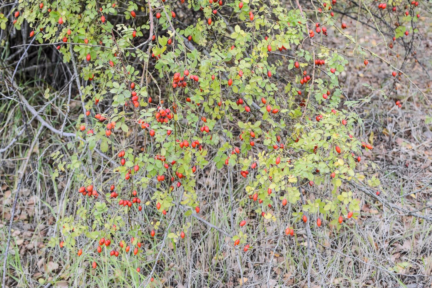 les hanches buisson avec mûr baies. baies de une dogrose sur une buisson. des fruits de sauvage des roses. épineux églantier. rouge Rose hanches. photo