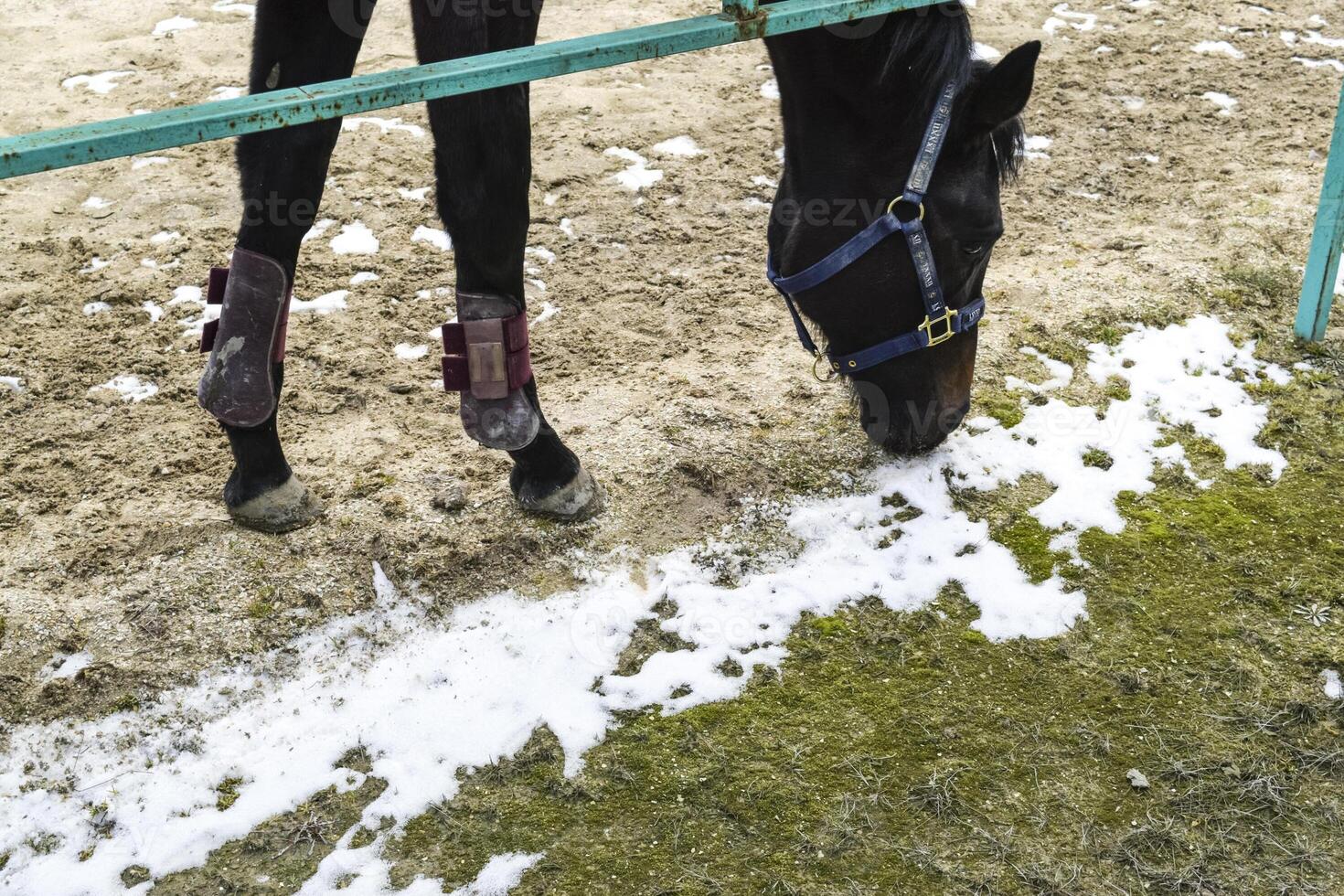 le cheval marchait autour le stade photo