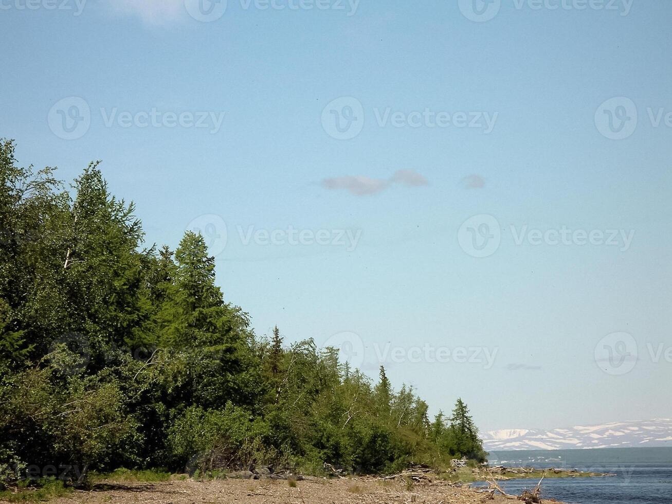 forêt toundra paysage dans le été. taïga de Sibérie. Yamal. photo