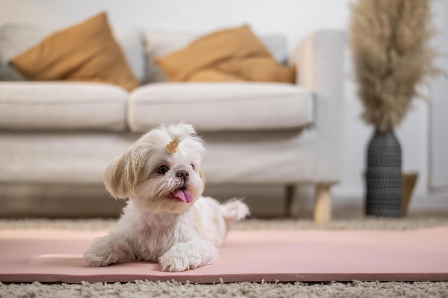 une mignonne chien dans vivant pièce photo