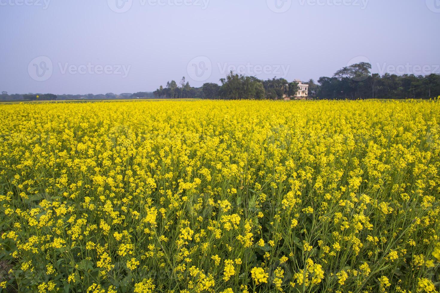 magnifique floral paysage vue de colza dans une champ avec bleu ciel dans le campagne de bangladesh photo