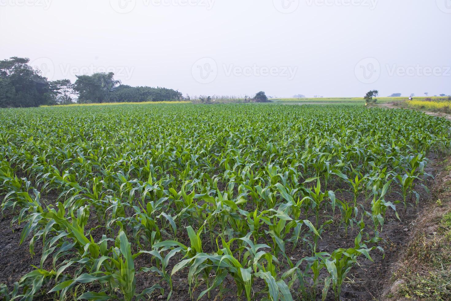 agriculture blé des champs croissance dans le récolte campagne de bangladesh photo