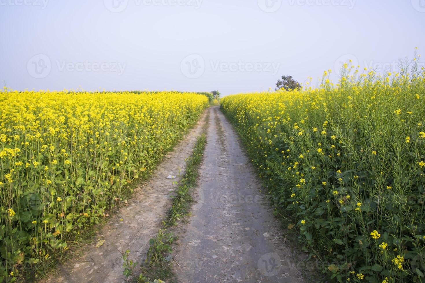 chemin de terre rural à travers le champ de colza avec le fond de ciel bleu photo