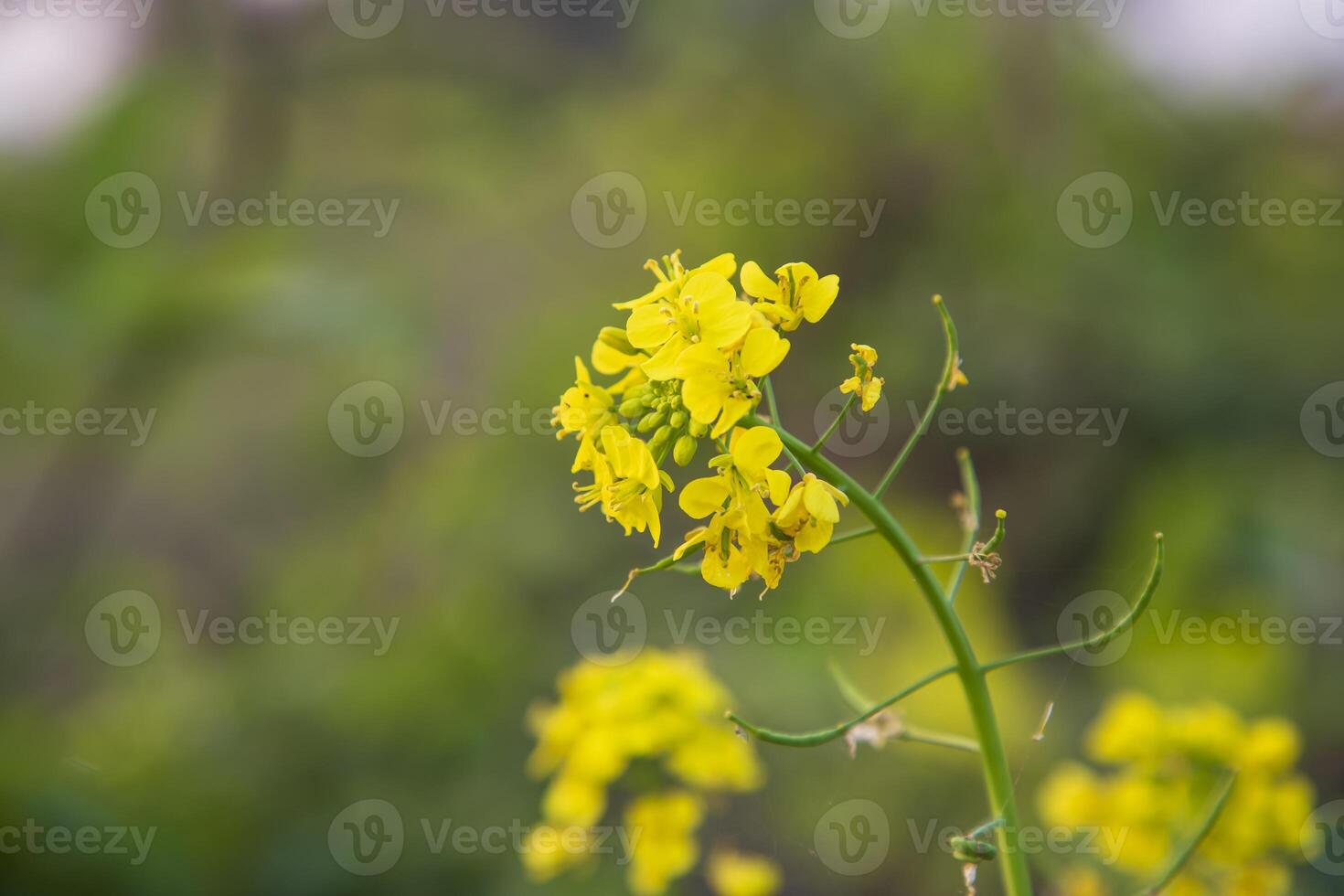 fermer concentrer une magnifique épanouissement Jaune colza fleur avec floue Contexte photo