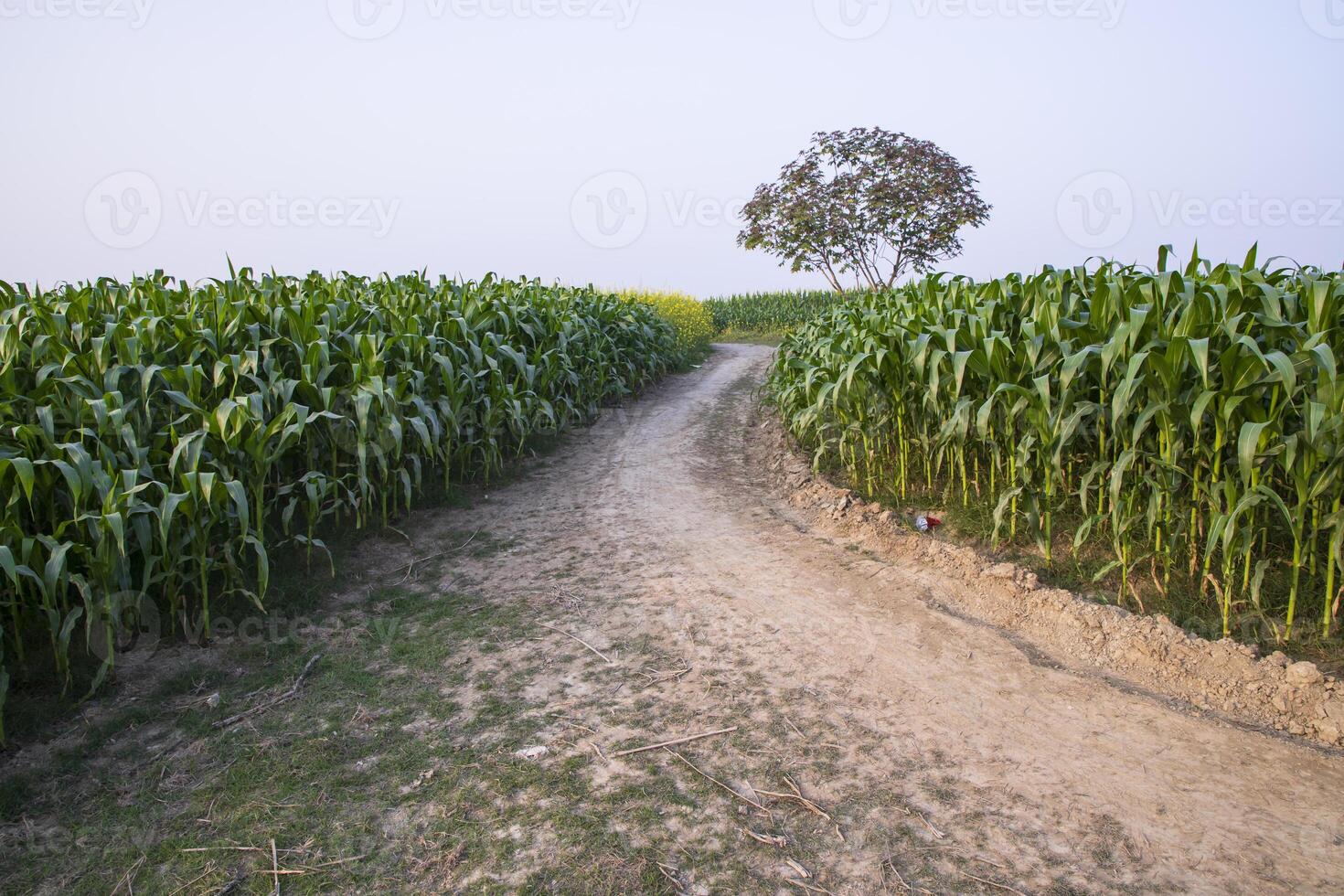 le rural chemin par le champ de blé avec le bleu ciel photo