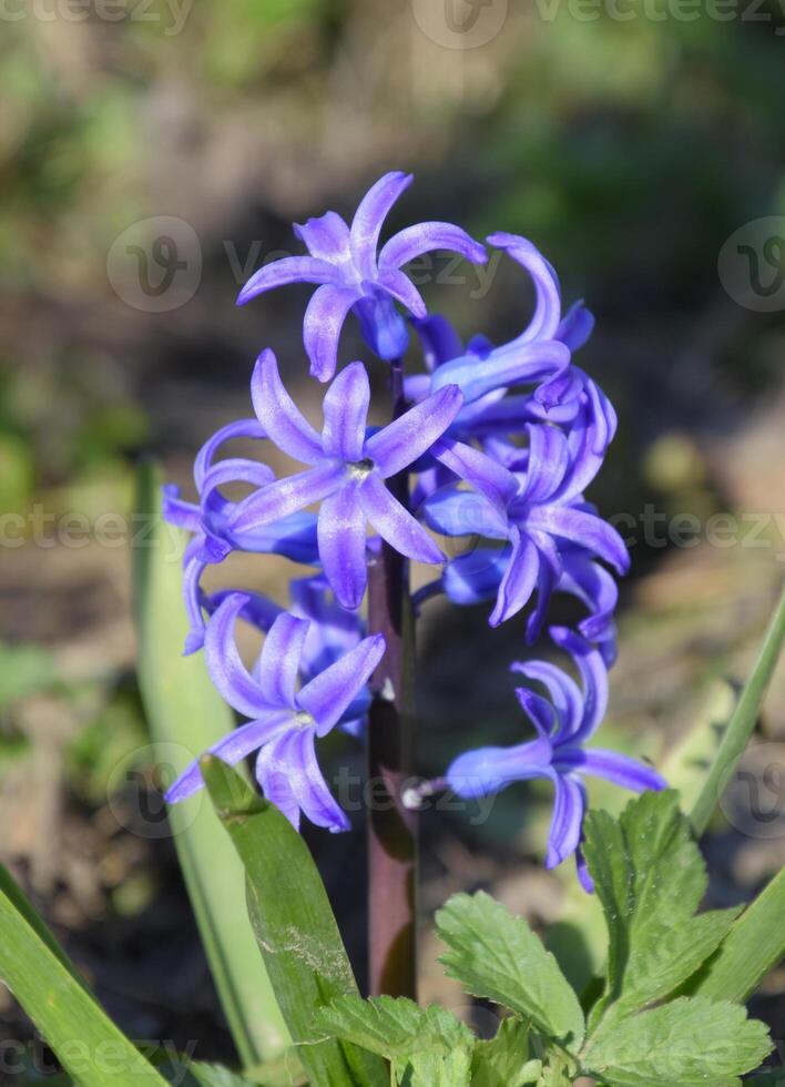 jacinthe fleurit dans le jardin. le jacinthe fleur est bleu. photo